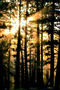 Sun, Forest, Sunset