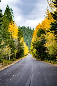 Fall, Yellow, Cloudy