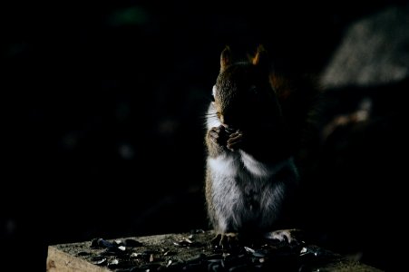 Woods, Chipmunk, Squirrel