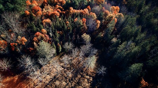 aerial photography of trees photo