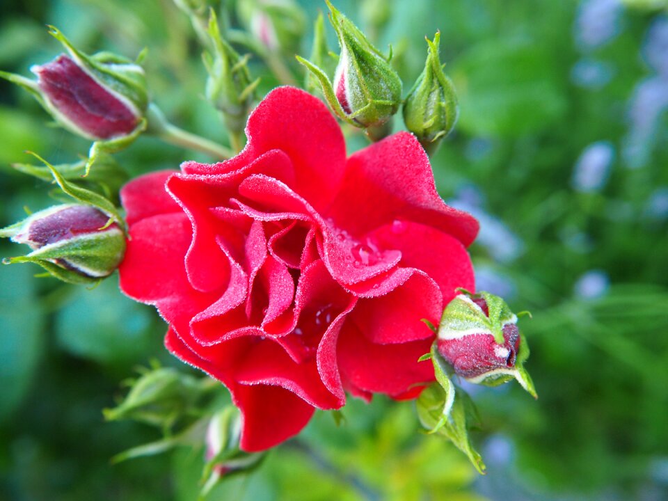 Plant dew garden