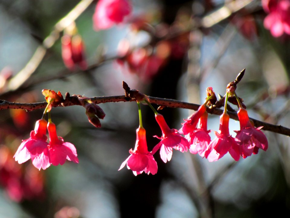 Fuxing district, Taiwan, Blossom