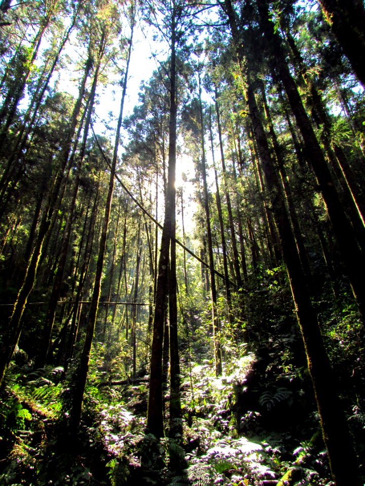 Mountain, Wood, Forest