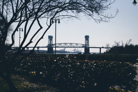 Wilmington, United states, Bushes