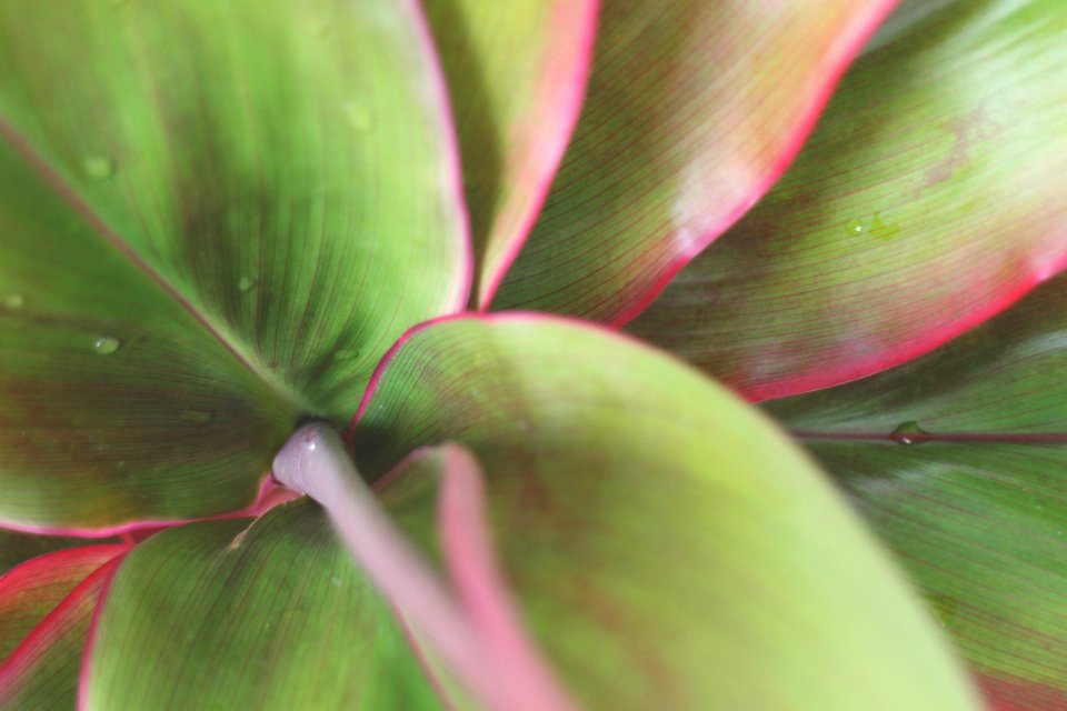 Mnoa, Honolulu, United states