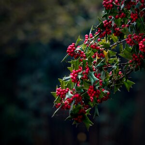 Christmas decoration holly bushing photo