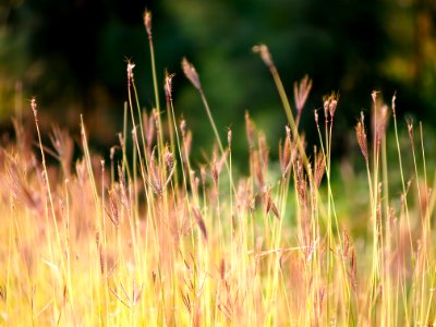 brown grass in closeup photography