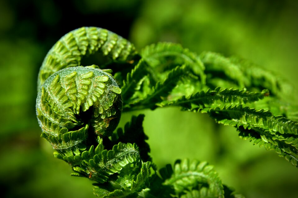 Plant green nature