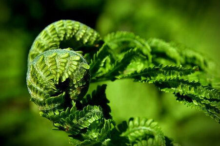 Plant green nature