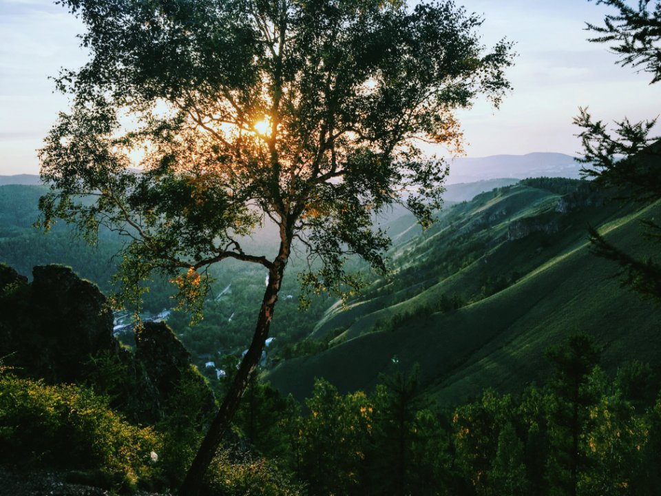 green leafed tree on mountain