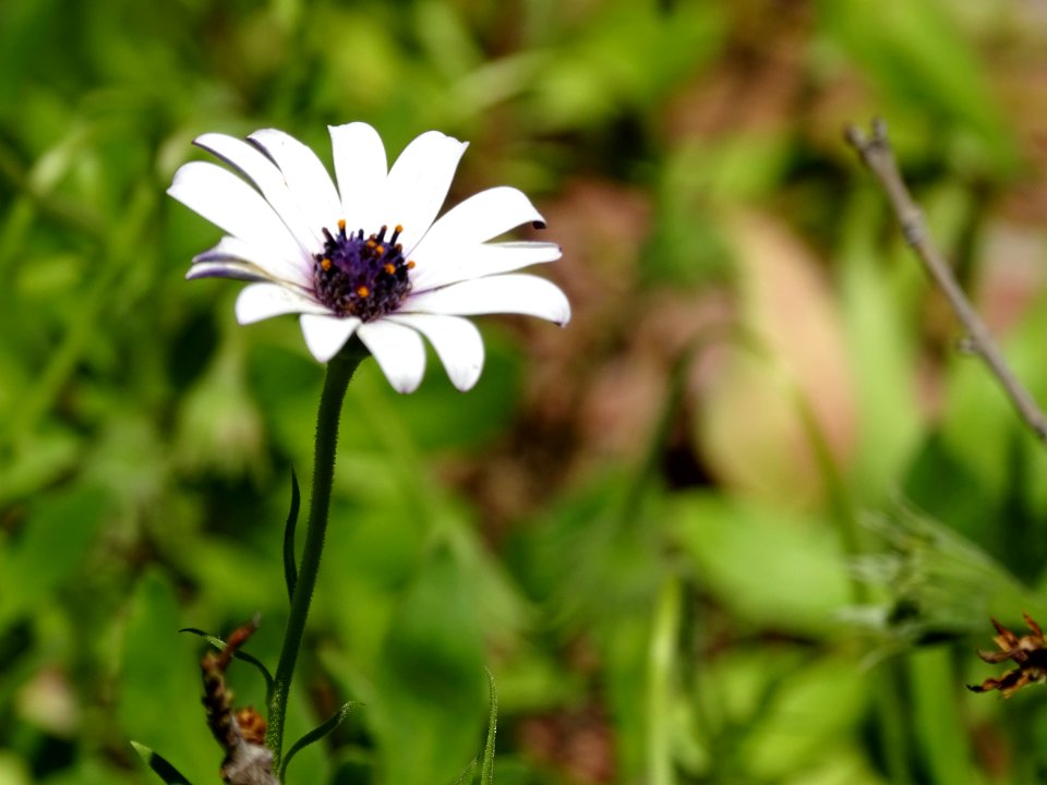 California, United states, Grass