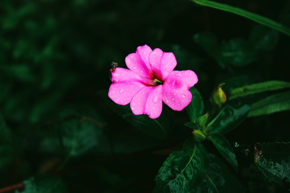 insect perching on pink petaled flower