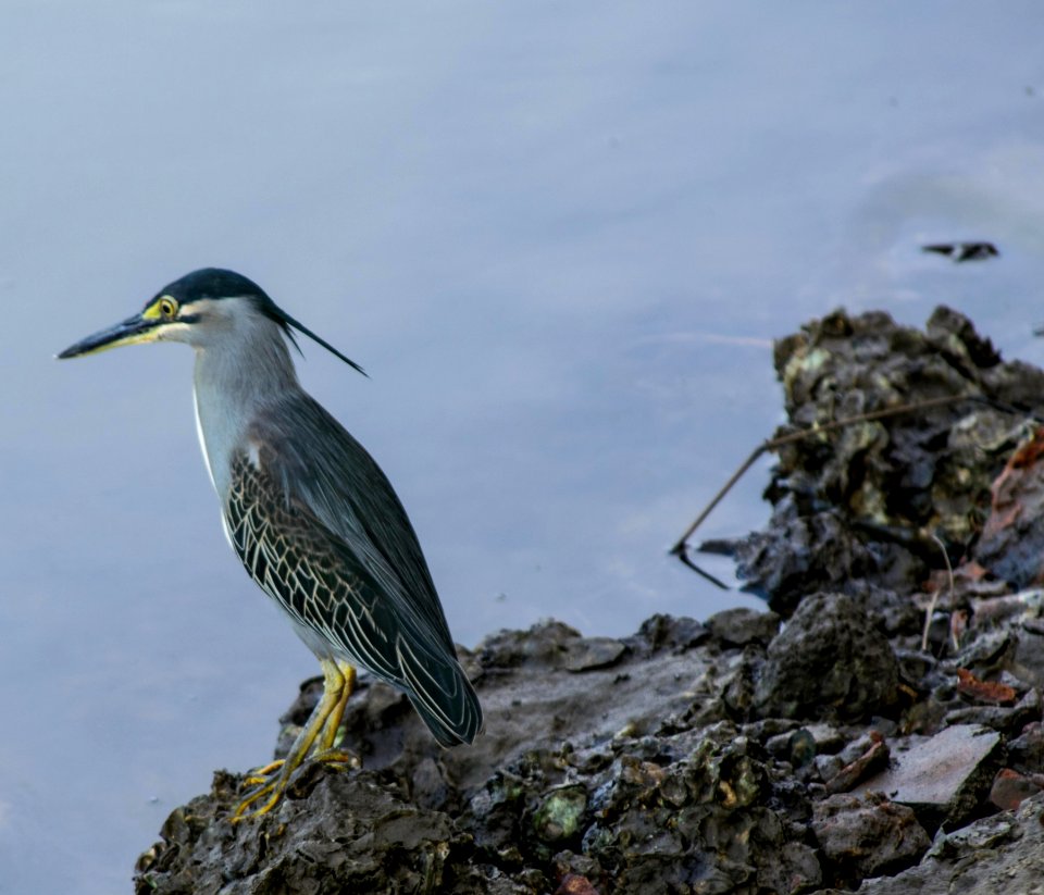 Paradise lagoon, Kodi bengare, India
