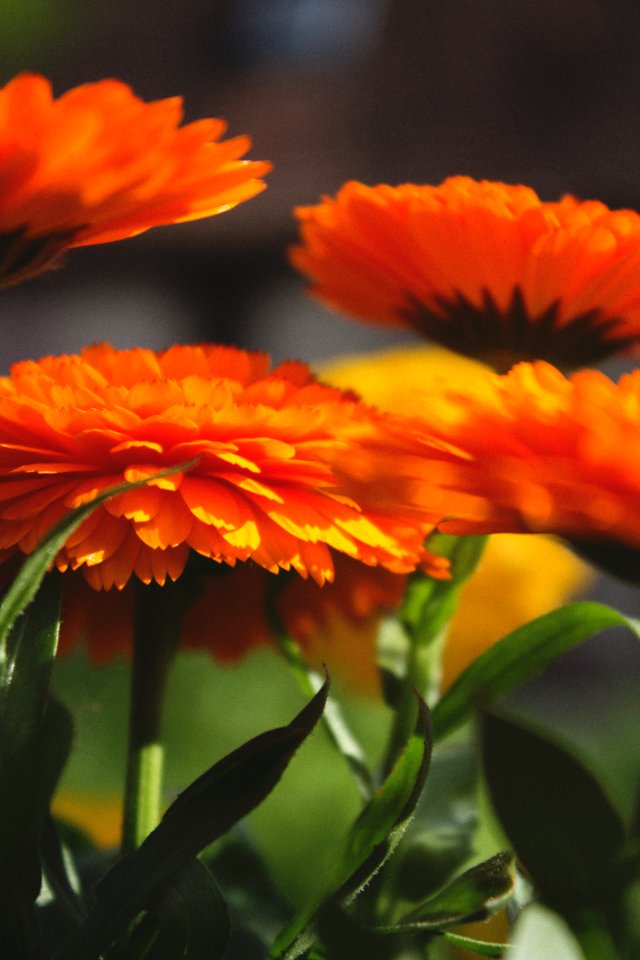 Yellow, Red, Orange