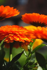 Yellow, Red, Orange