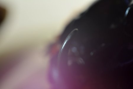 Switzerl, Macro shot, Beetle