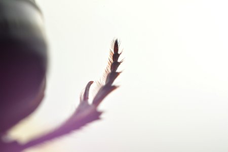 Switzerl, Macro shot, Beetle