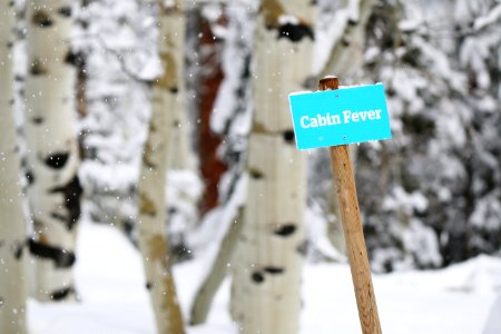 cabin fever signage near tall trees photo