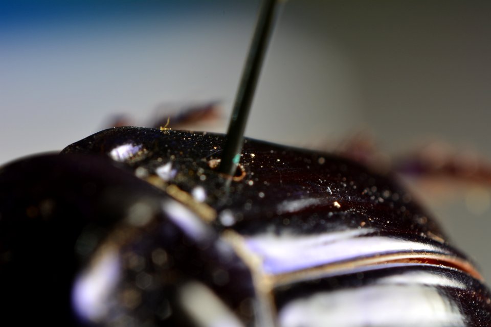 Switzerl, Macro shot, Beetle