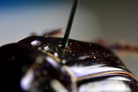 Switzerl, Macro shot, Beetle