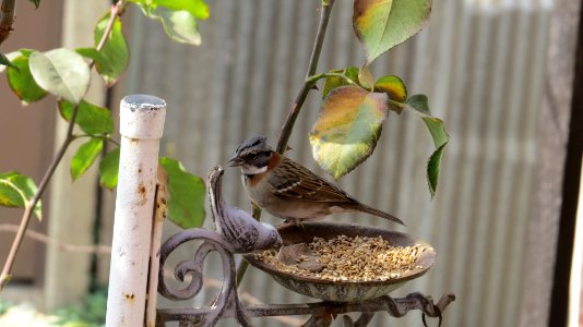 Valparaso, Chile, Bird