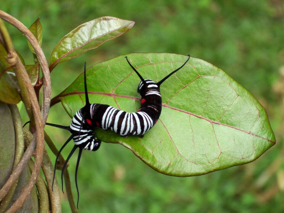Caterpillar insect leaf with caterpillar