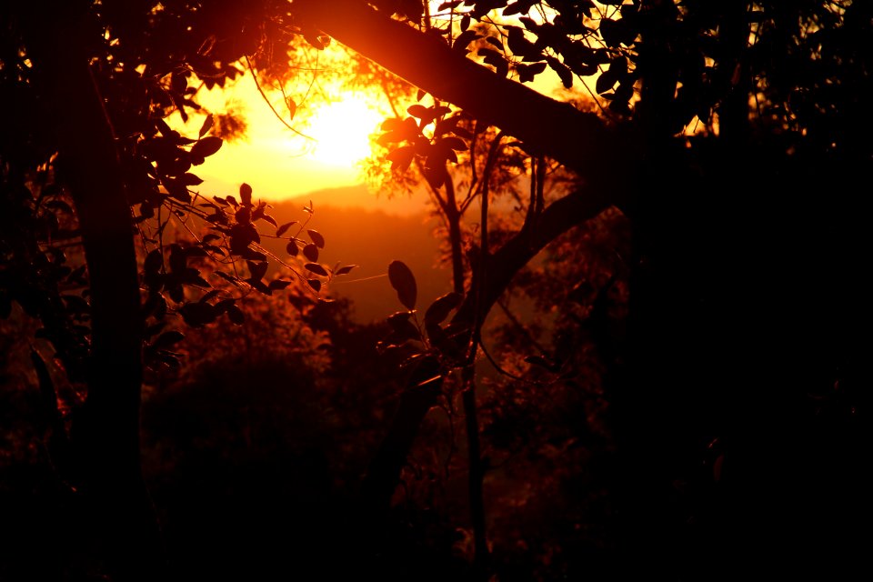 Chickmagaluru, India, Trees