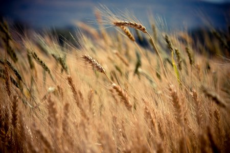 selective focus photography of brown wheat at daytime photo