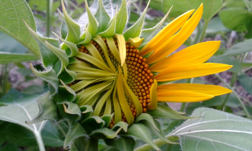 Haldia, India, Flower
