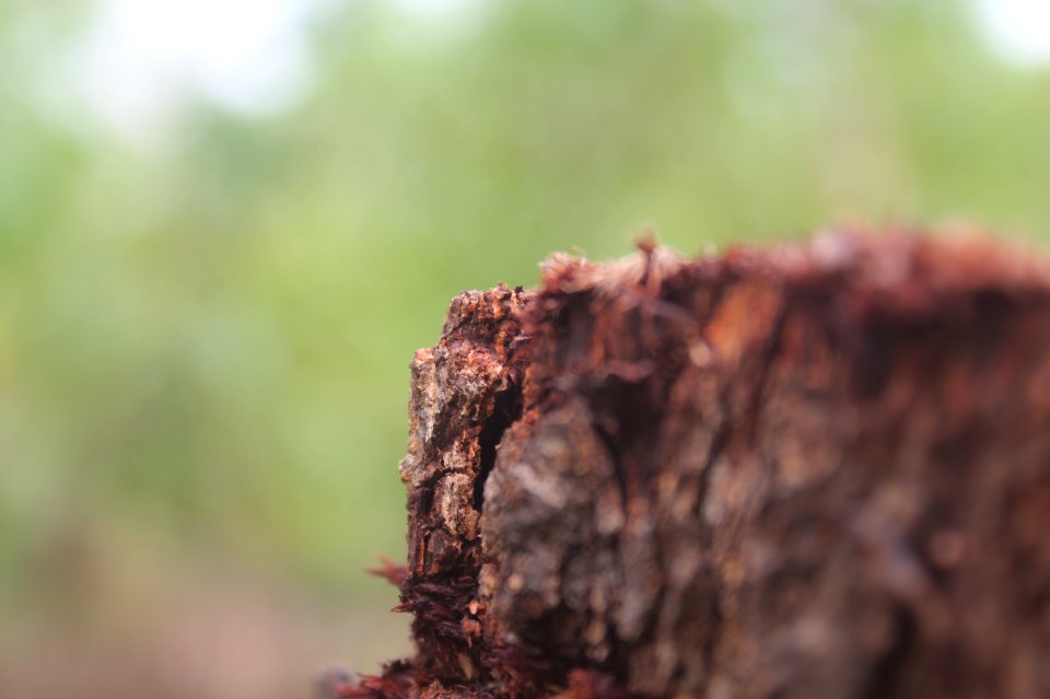 Thiruvananthapuram, India