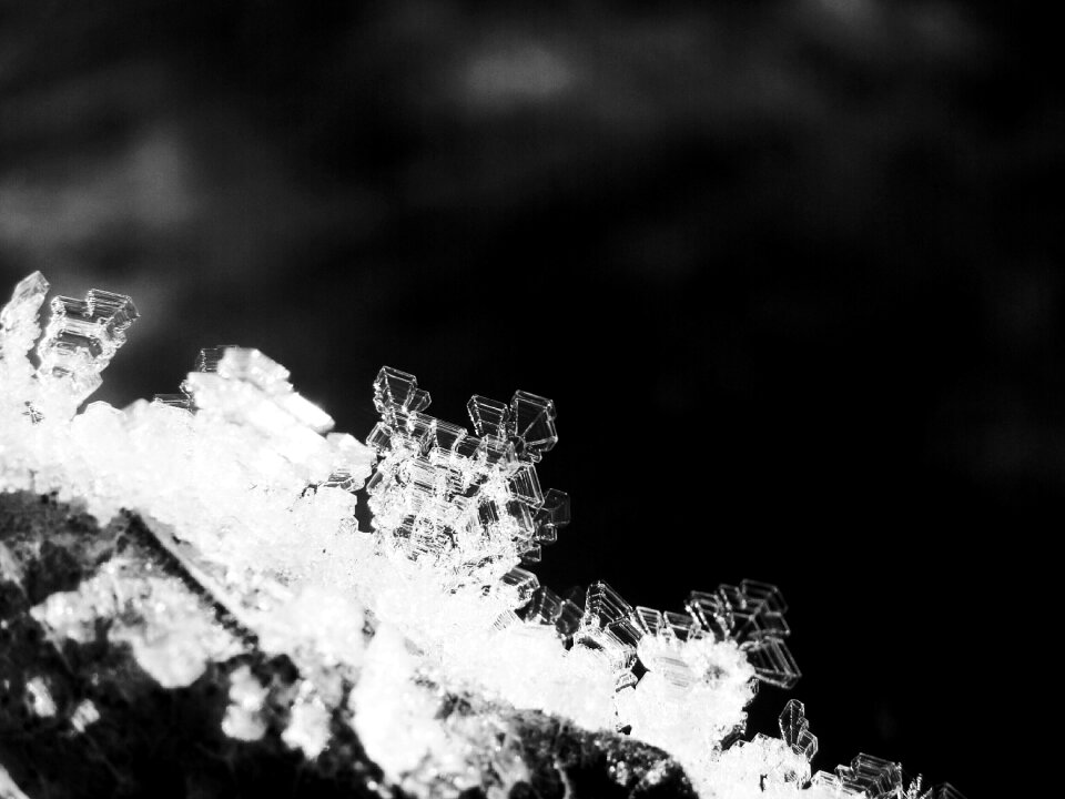 Cold black and white macro