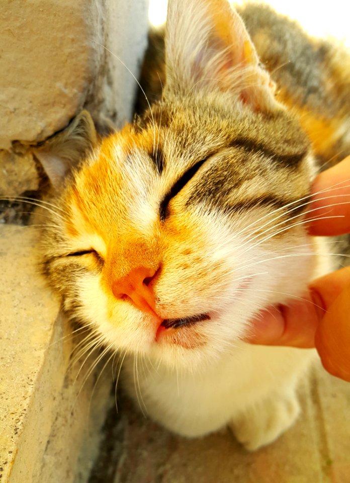 Animal, Cat, Tab