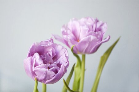 Pink macro photography bloom
