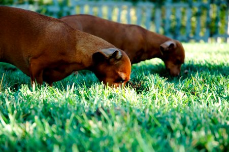 two short-coated tan puppies on grass field during dayitme photo