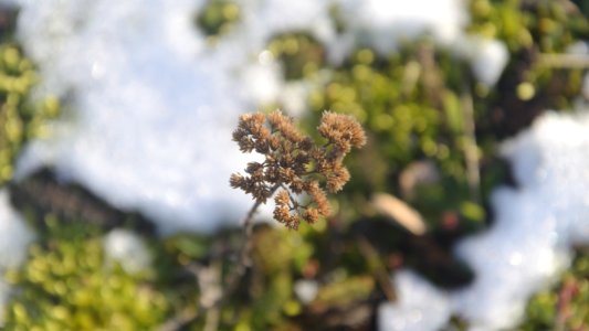 Netherl, Focus, Earth