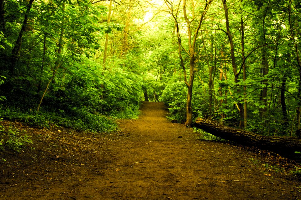 Forest trail nature