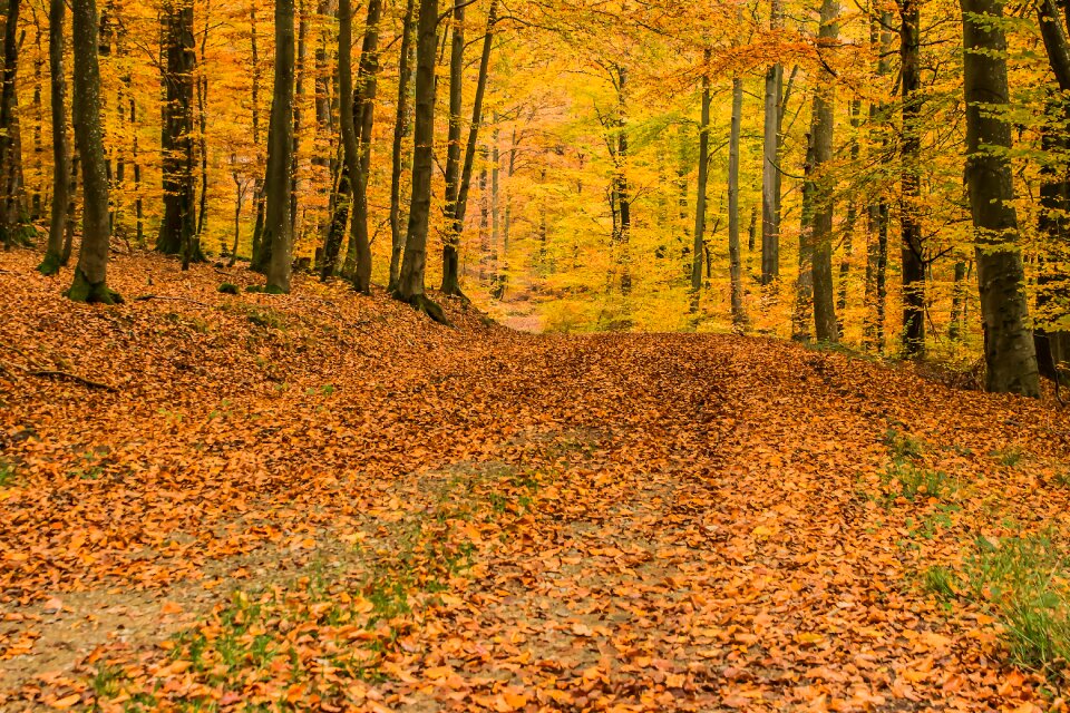 Forest deciduous trees autumn photo