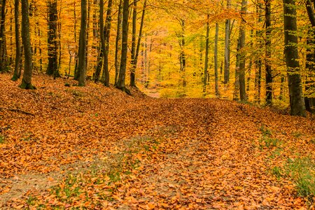 Forest deciduous trees autumn