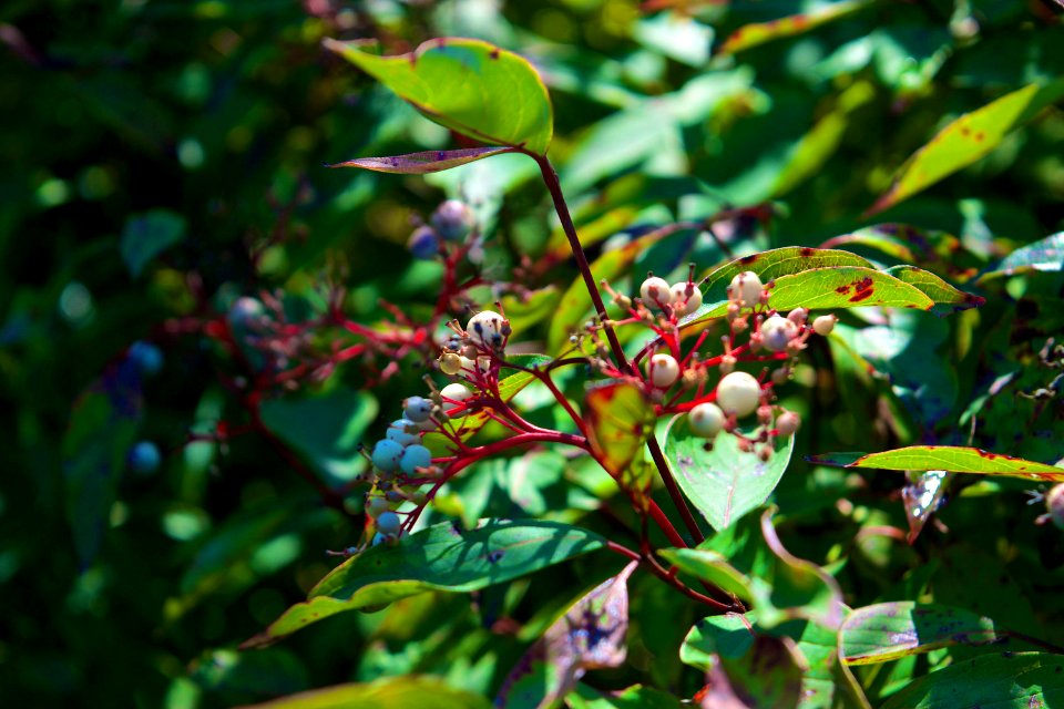 Bright, Red, Green