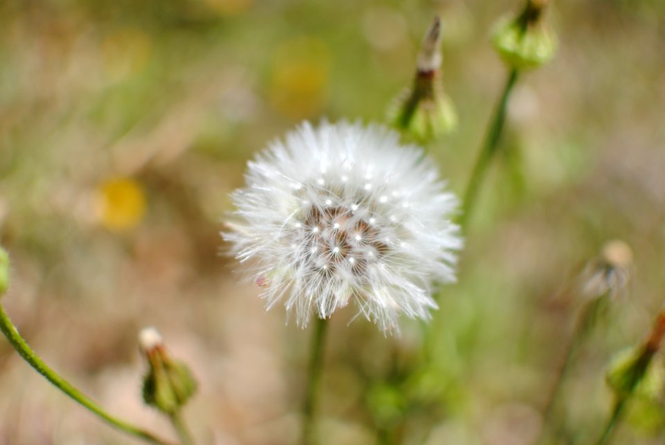 Albufeira, Portugal, Cotton
