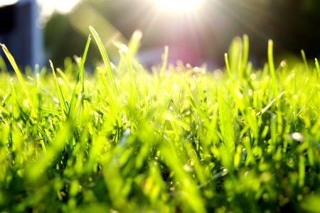 Bokeh, Sunlight, Grass