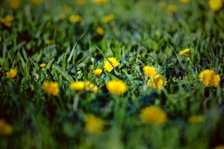 Bokeh, Grass, Yellow flowers