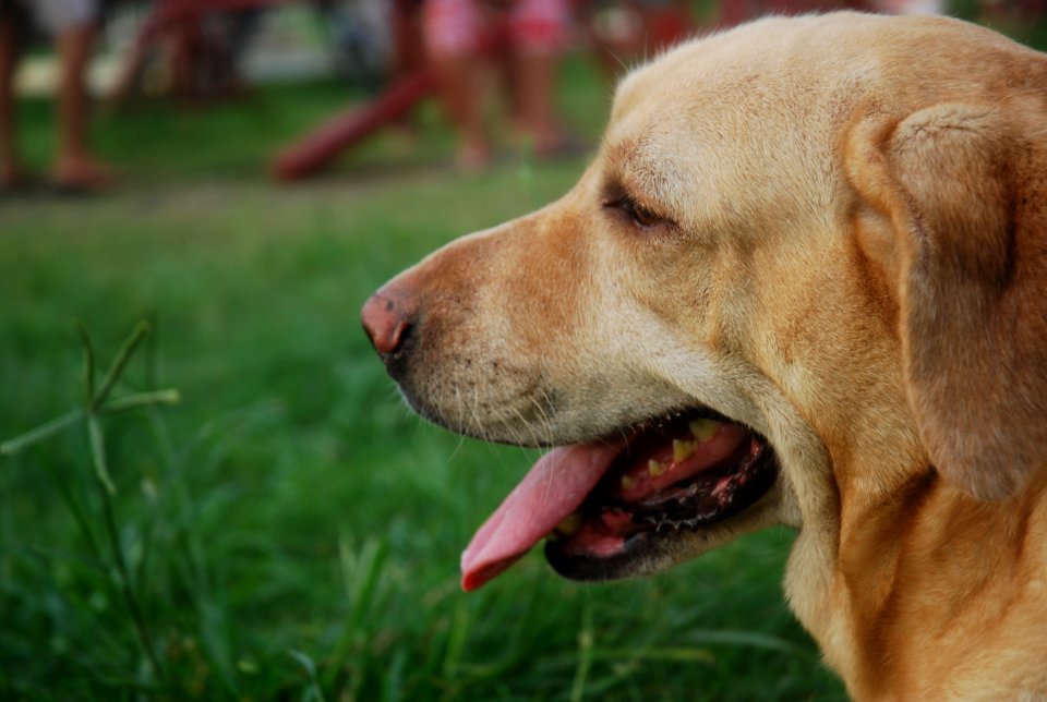 Philippines, Canine, Labrador retriever