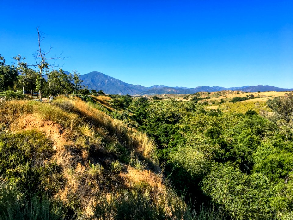 Rancho santa margarita, United states, Trees