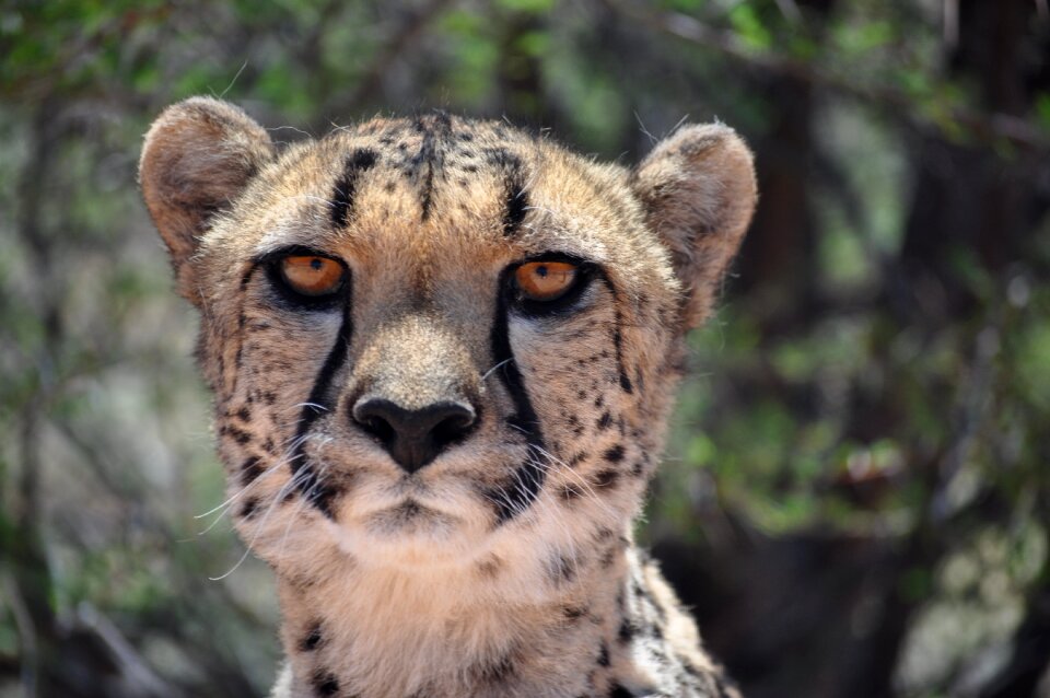 Wild animal namibia tame