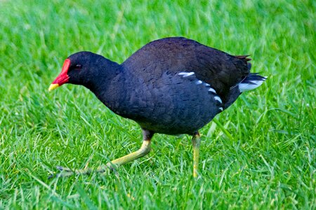 Bird birds animals
