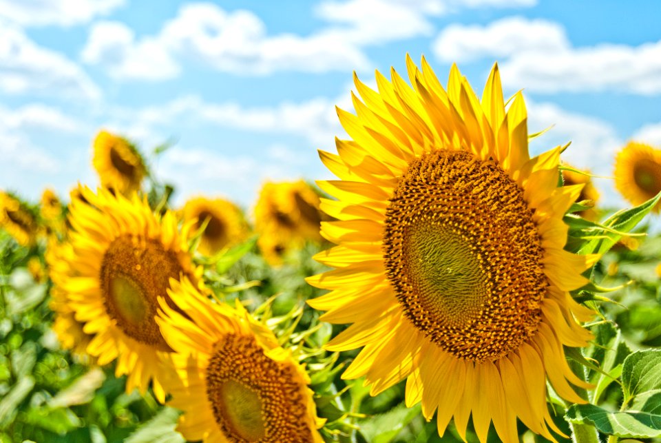 yellow sunflowers during daytime
