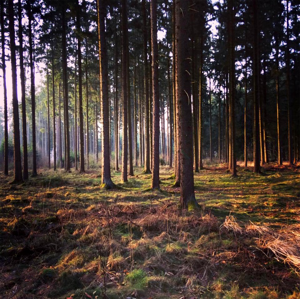 Upper austria, Austria, Forest