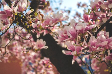 selective focus photography of pink flowers photo