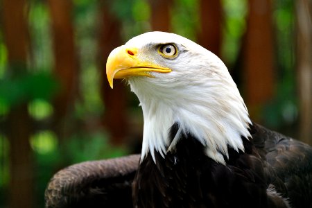 shallow focus photography of bald eagle photo